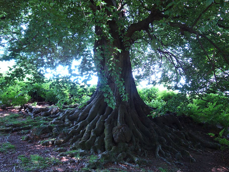 beech, beuk, roots, old tree, plant, forest, tree trunk, growth HD wallpaper