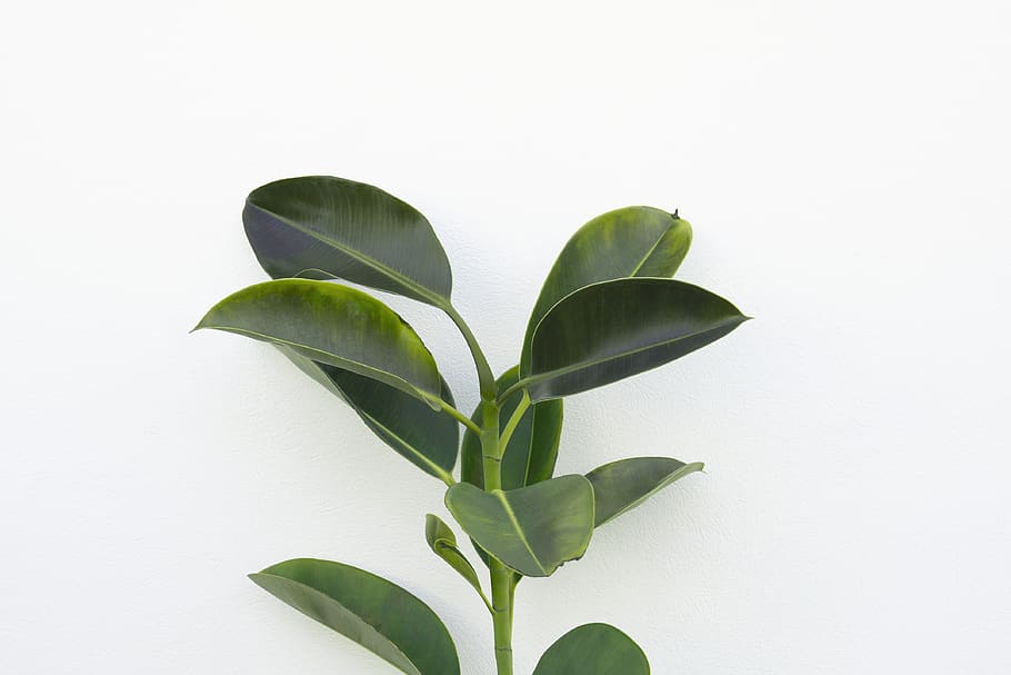 close-up photography of green rubber plant, leaf, white, sprout