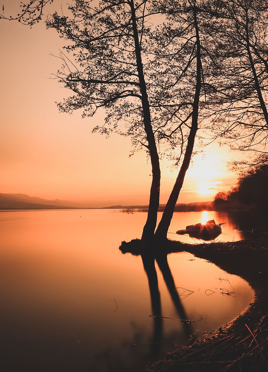 Silhouette of Trees during Golden Hour, backlit, calm waters HD wallpaper