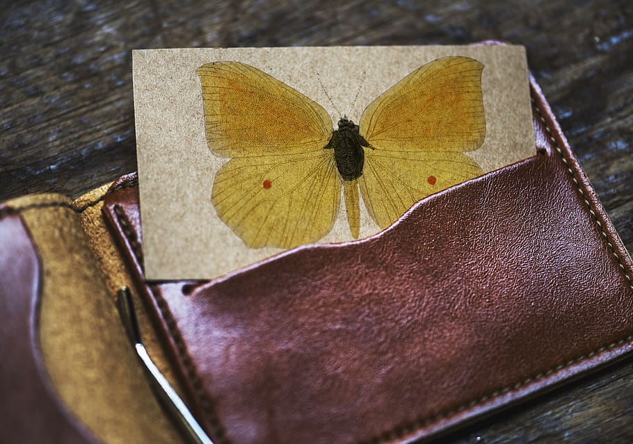 Brown Leather Card Wallet, art, butterfly, close-up, colors, design, HD wallpaper