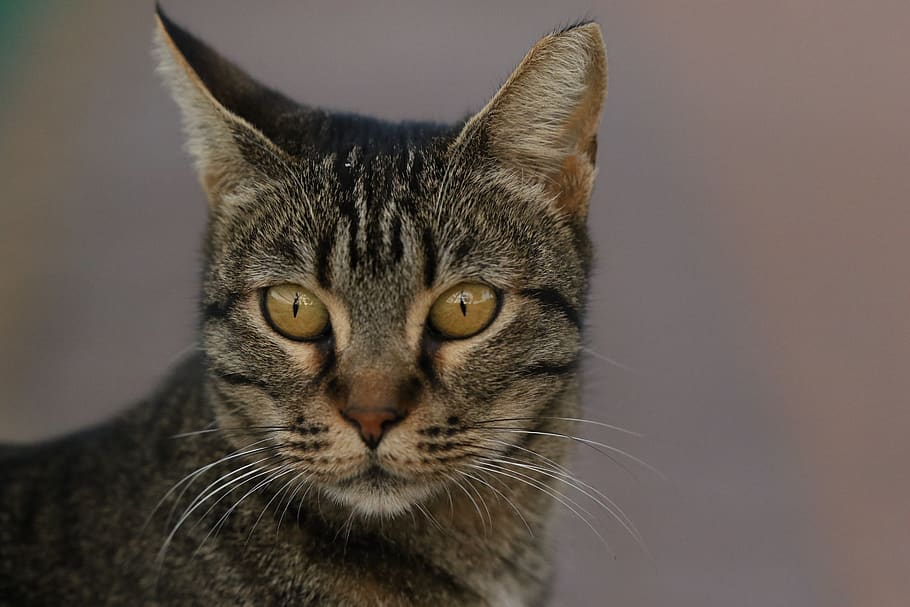 cat, close up, portrait, head, eyes, whiskers, stripes, one animal HD wallpaper