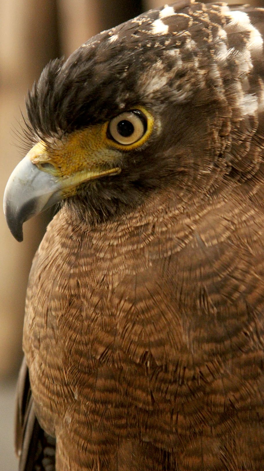 bird, wilds, eagle, animal, animal themes, vertebrate, one animal HD wallpaper
