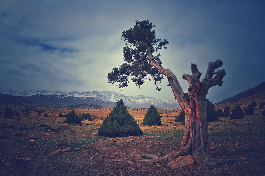 green leaf tree under cloudy sky, nature, iran, mountain, soil HD wallpaper