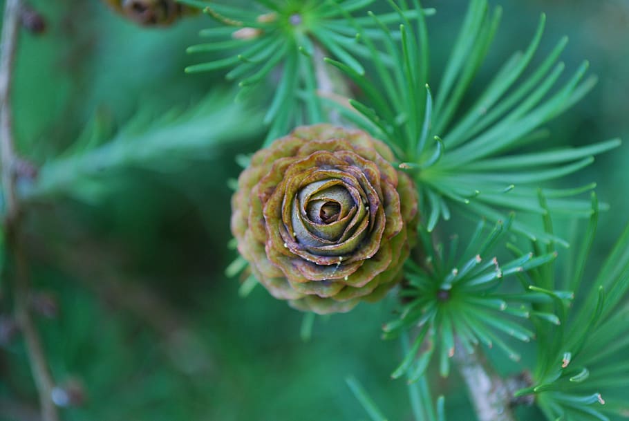 pine cone, tree, forest, plant, close-up, growth, nature, green color HD wallpaper