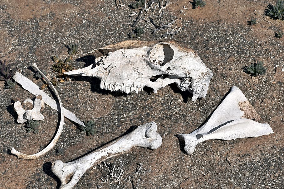 HD wallpaper: bones, bleached, white, death, drought, desert, animal skull  | Wallpaper Flare