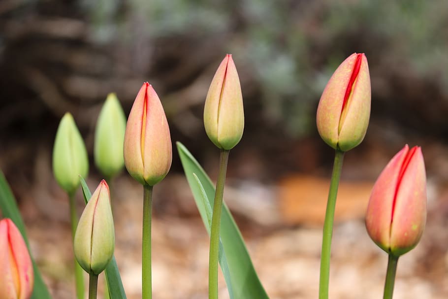 tulip buds, tulips, closed, bloom, blossom, to, end of winter