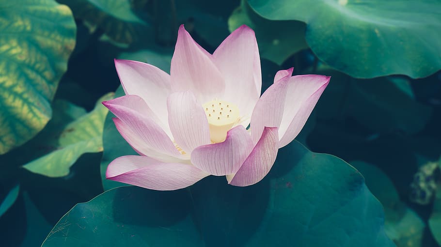 macau, flower, flowering plant, petal, water lily, beauty in nature HD wallpaper