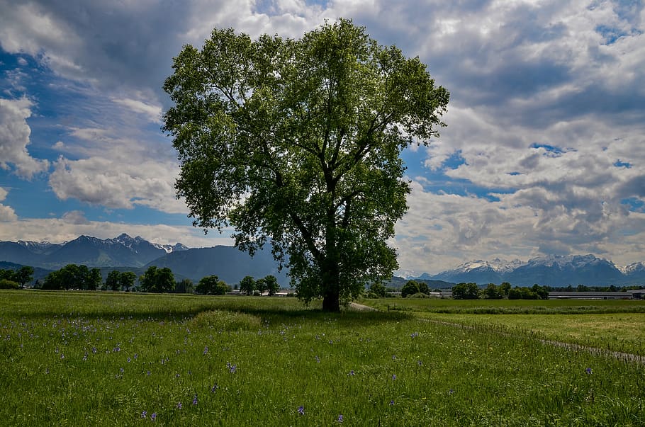 tree, meadow, landscape, grass, field, sky, clouds, nature HD wallpaper