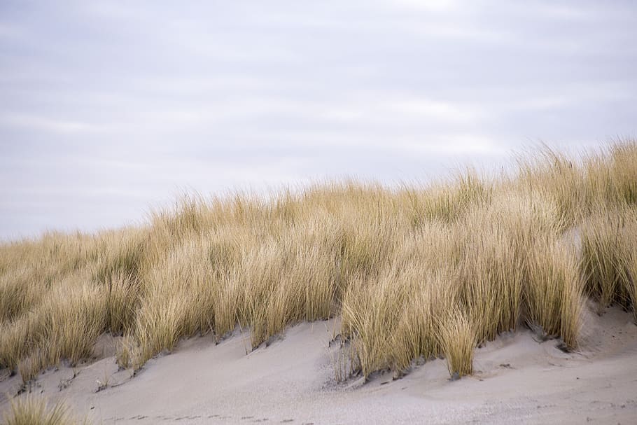 Green Grass Under Cloudy Sky, clouds, dry, dune, dunes, environment HD wallpaper