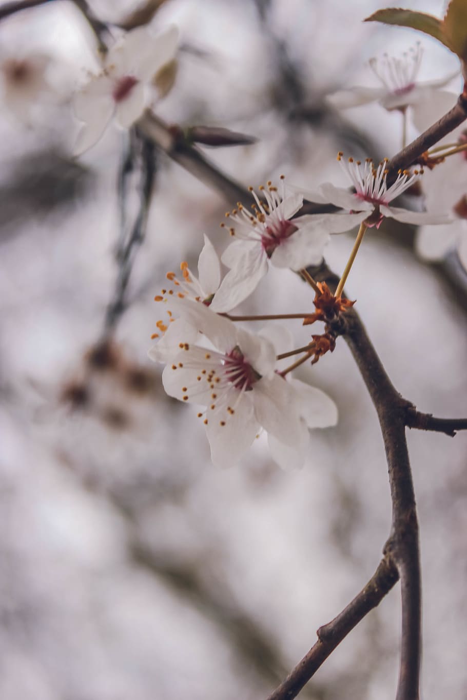 flowers, macro, nature, plant, flowering plant, fragility, beauty in nature HD wallpaper