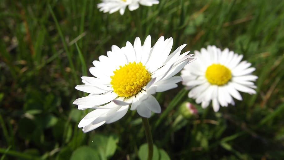 daisy, flowers, summer, macro, garden, daisies, white, flowering plant HD wallpaper