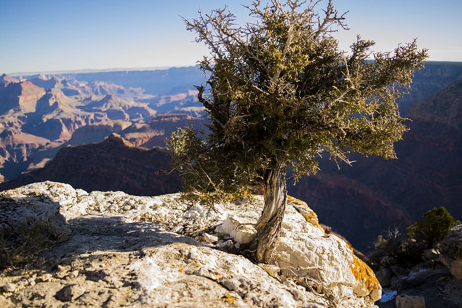Green Leafed Tree on Mountain Photo, clouds, daylight, desert HD wallpaper