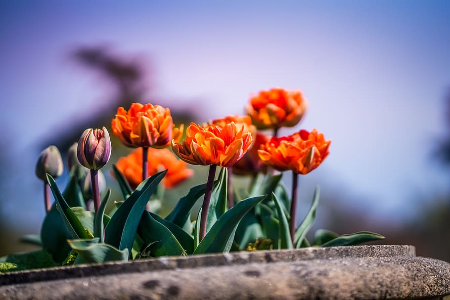 orange petaled flowers, plant, blossom, tulip, spring, leaf, summer HD wallpaper