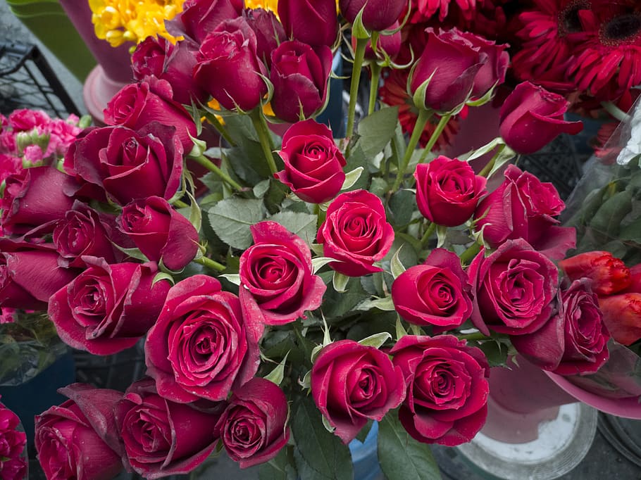 rose, red, flower, gift, ladies, plant, love, beauty, romantic HD wallpaper