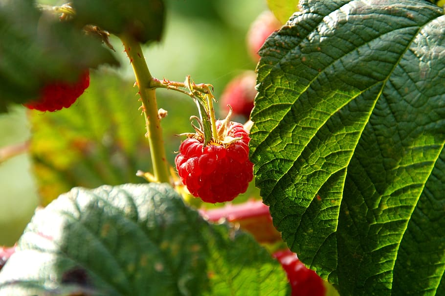 fruit, raspberries, raspberry, bush, vitamins, healthy, fresh, HD wallpaper