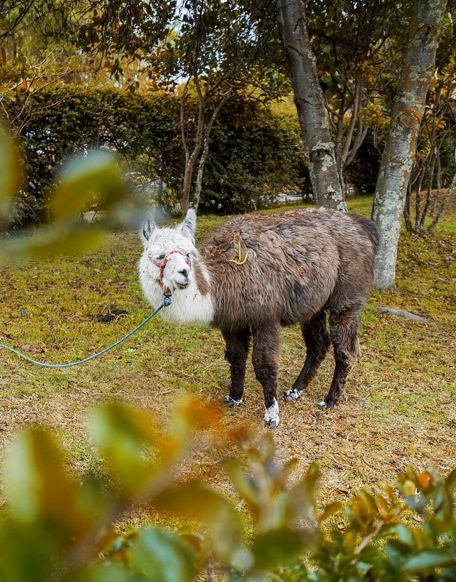 alpaca on grass, animal, animal themes, one animal, mammal, tree HD wallpaper