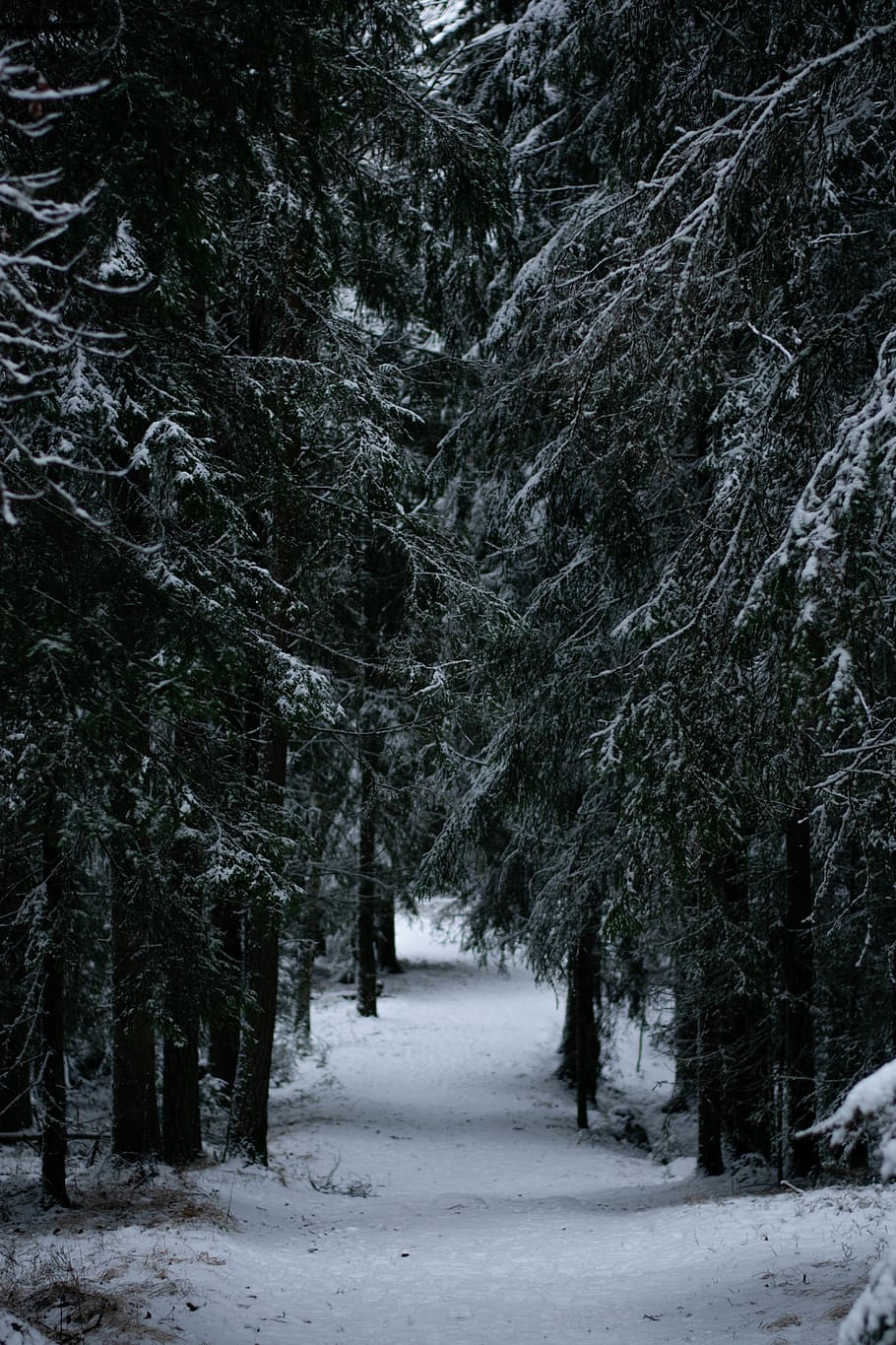 snow covered trees during daytime, plant, abies, fir, conifer HD wallpaper