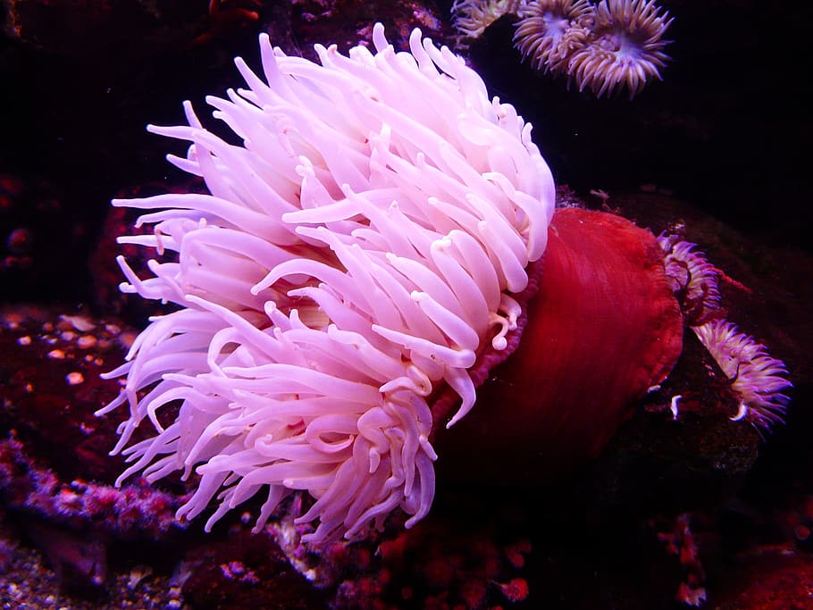 Pink and Red Seaweeds, colorful, colourful, creature, deep, invertebrate HD wallpaper