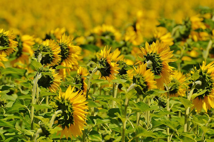 Sunflower on Green Stem during Daytime, back, bloom, blossom HD wallpaper