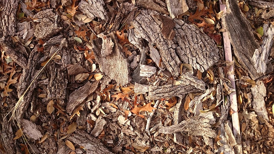 autumn, nature, fall, leaf, fallen, bark, forest, floor, wood - material HD wallpaper