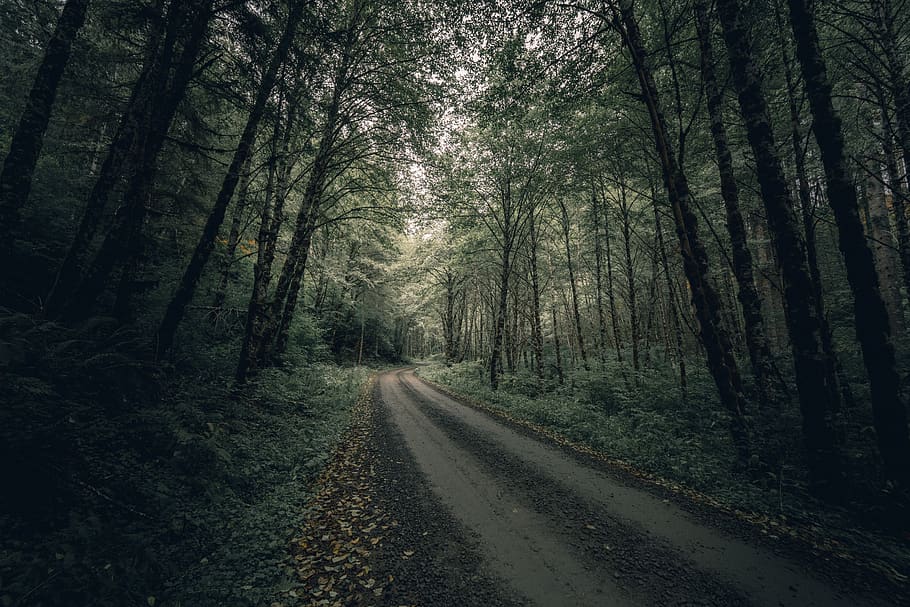 dirt pathway between trees, gravel, road, dirt road, nature, land HD wallpaper