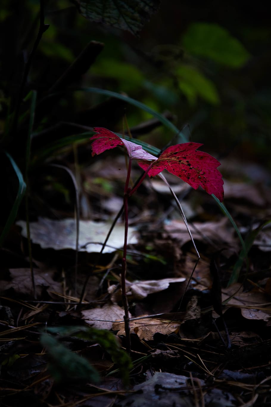 lithuania, kartena, leaf, macro, nature, autumn, forest, close up HD wallpaper