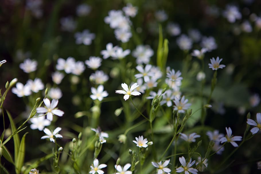 spring, flower, flowers, background, focus, closeup, outdoor HD wallpaper