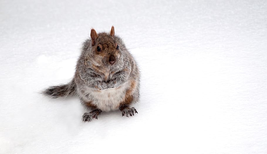 animal, squirrel, cute, park, snow, good looking, nature, rodents HD wallpaper