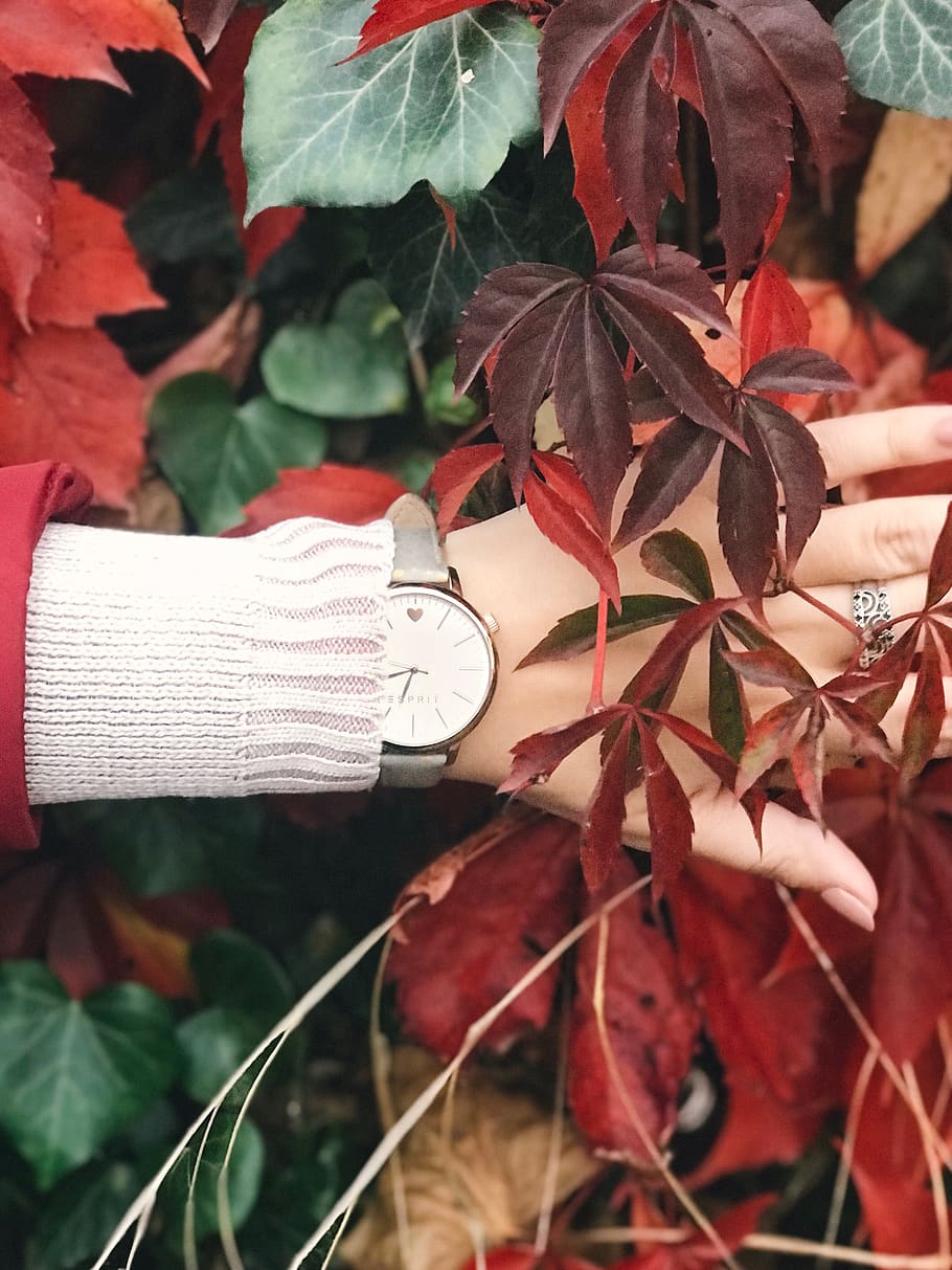 fall, autumn, leaves, leaf, hand, woman, girl, watch, plant part HD wallpaper