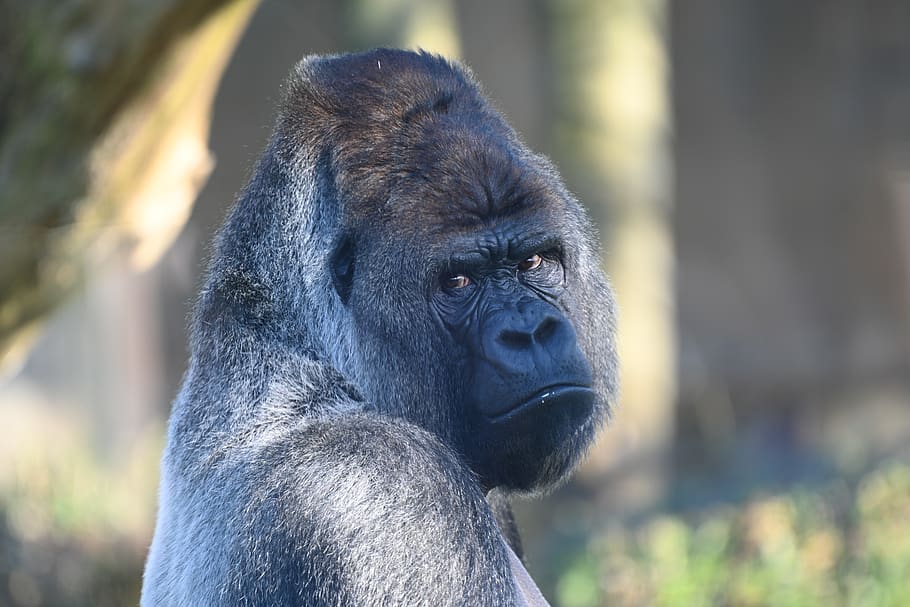 silverback, gorilla, mammals, monkey, powerful, africa, animal themes HD wallpaper