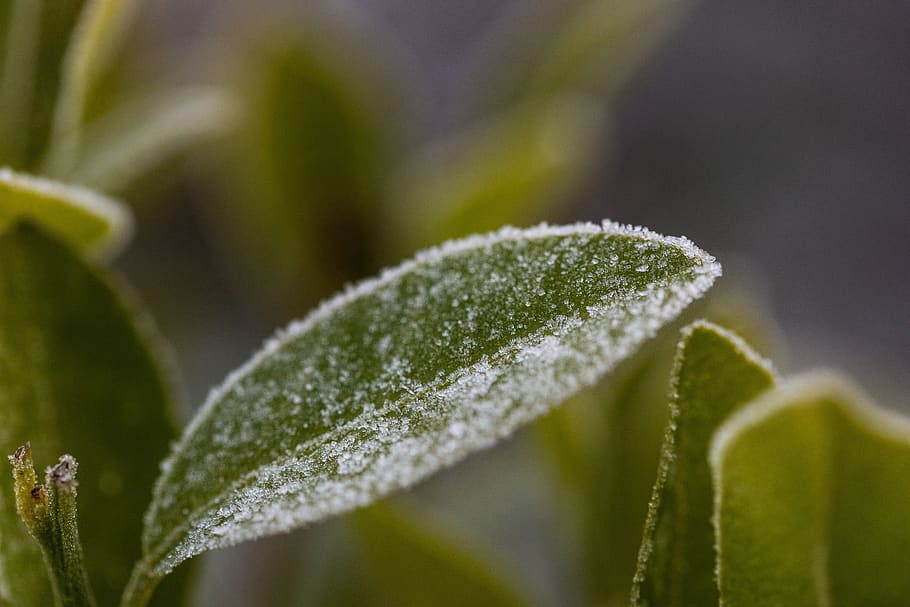 sheet, green, zing, winter, frozen, nature, leaves, vegetable HD wallpaper