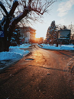 flare, light, plant, tree, fir, abies, asphalt, tarmac, sunlight HD wallpaper