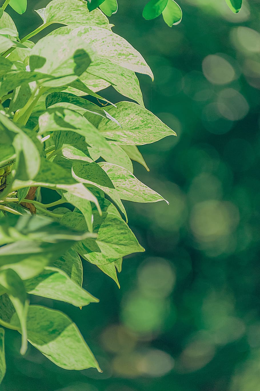 Macro Photography of Green Leafed Plant, blurred background, bokeh HD wallpaper
