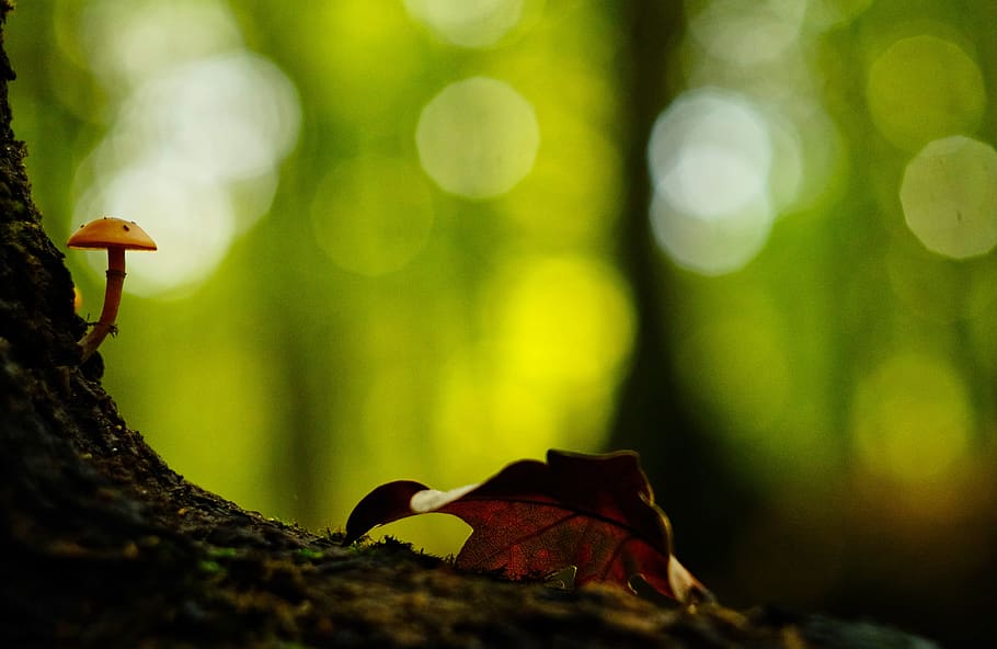 bokeh, mystical, light, background, orange, atmosphere, fantasy HD wallpaper