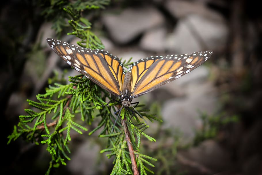 insect, animal wing, invertebrate, butterfly - insect, animal themes HD wallpaper