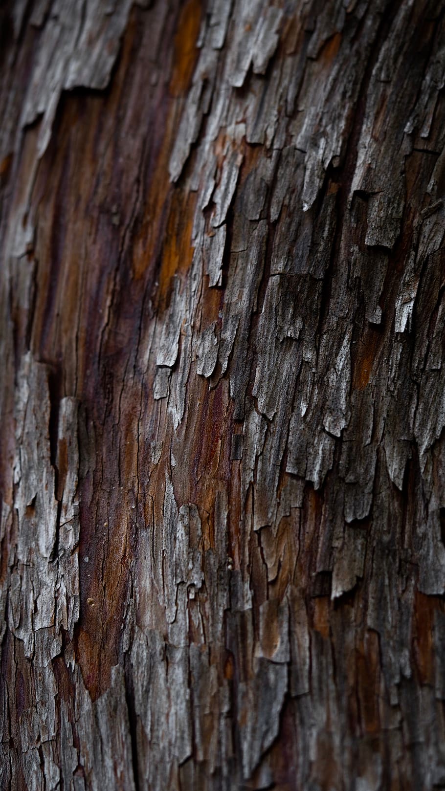 wood bark, plant, tree, tree trunk, redwood, birch, root, palm tree HD wallpaper