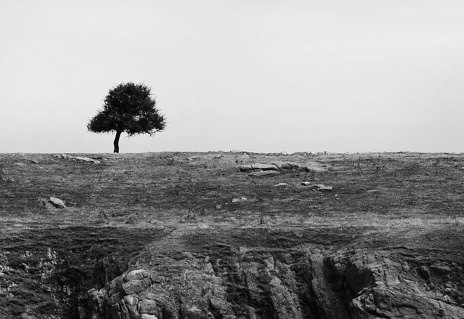 tree, landscape, nature, scenery, calm, rock, scenic, plant HD wallpaper