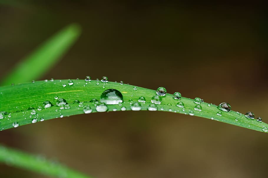 raindrop, drip, water, wet, nature, droplets, beaded, background HD wallpaper