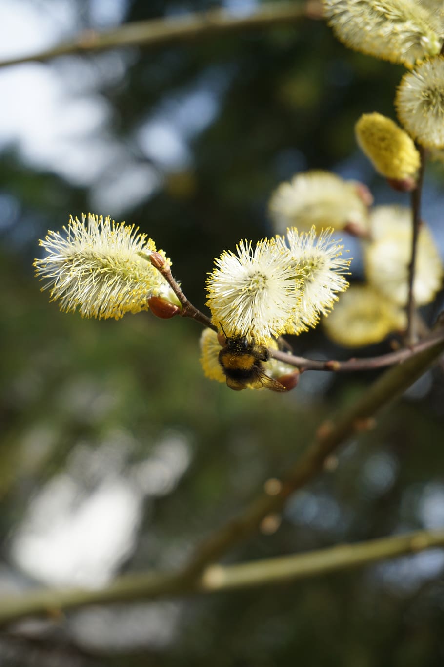 bee, nature, insect, plant, growth, flower, flowering plant HD wallpaper
