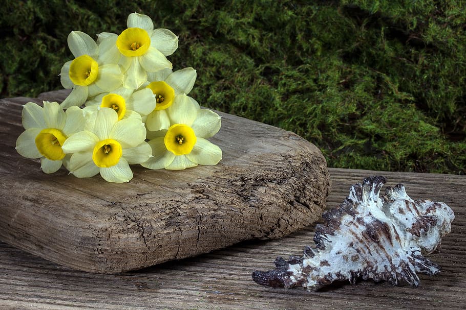 Yellow Flower on Wooden Plank Beside White Shell, background HD wallpaper