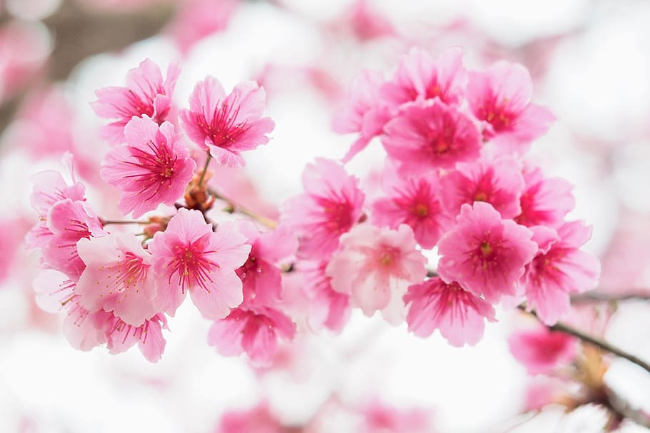 HD wallpaper: taipei, taiwan, cherry blossoms, pink, flower, plant ...