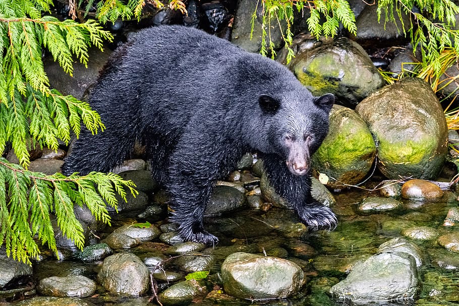 black bear standing on river during daytime, animal, animal themes HD wallpaper