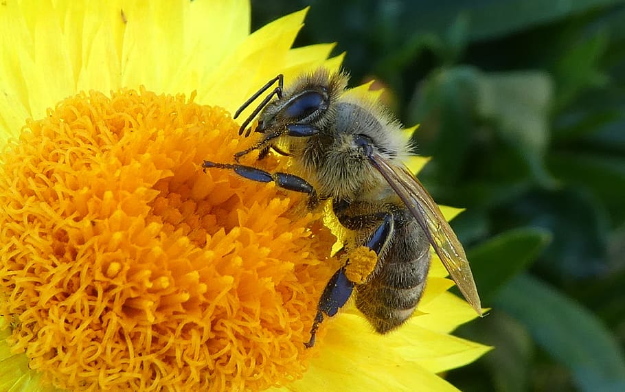 bee, close up, collector, pollen, italicum, animal themes, animal wildlife HD wallpaper