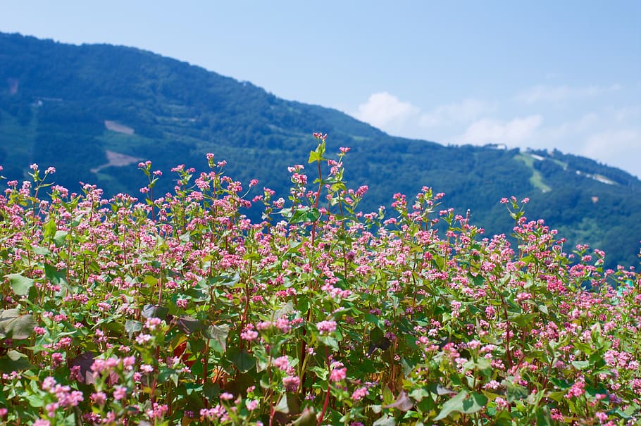 flower, flowering plant, beauty in nature, mountain, freshness HD wallpaper