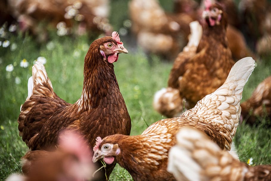 hen, bio, poultry, chicken, egg, outdoors, animal themes, chicken - bird HD wallpaper