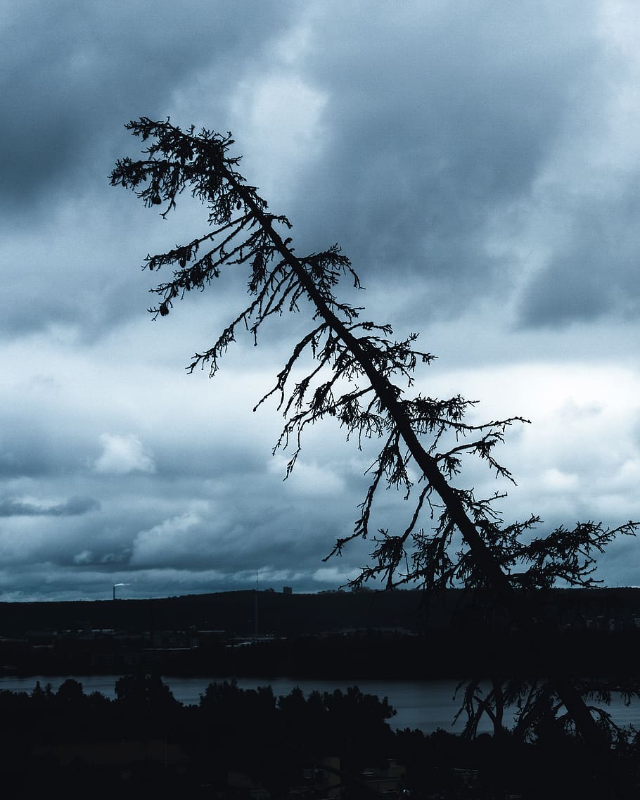 cloud - sky, tree, beauty in nature, tranquility, tranquil scene HD wallpaper