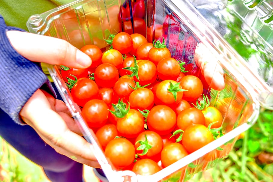 Получить хороший урожай помидор. Сбор помидоров. Сбор урожая томатов. Помидоры в ящике. Собрала урожай помидор.