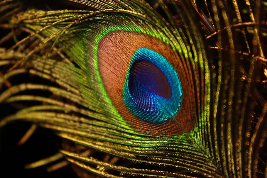 peacock feather, wing, bird, zoo, outdoor, bright, feathers HD wallpaper