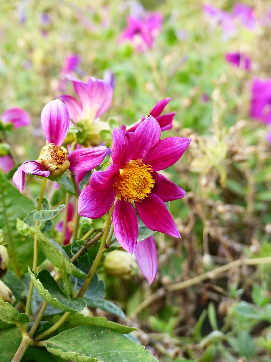 flower, violet, bloom, plant, summer, flowering plant, beauty in nature HD wallpaper