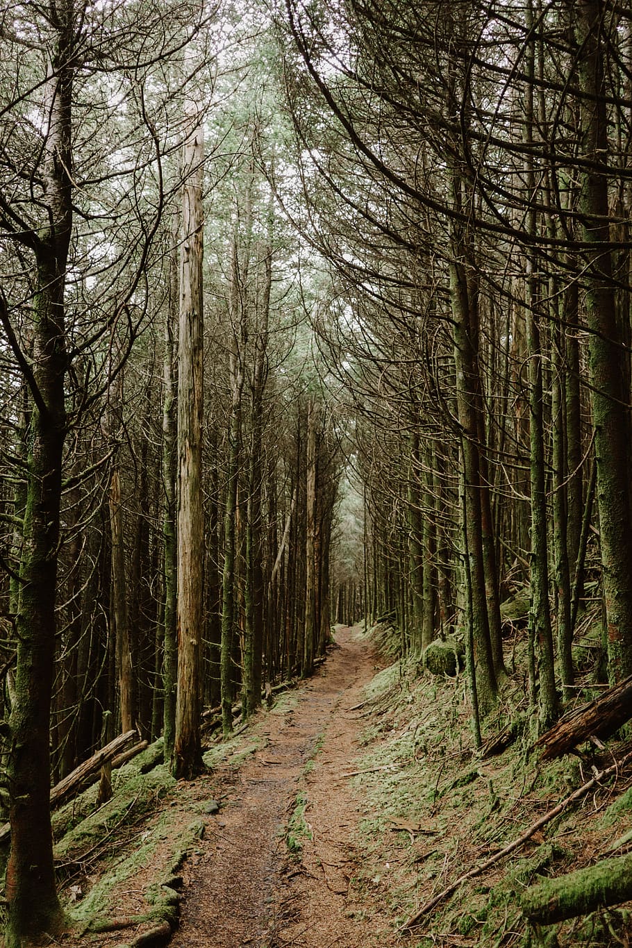 green and brown trees, direction, plant, forest, the way forward HD wallpaper